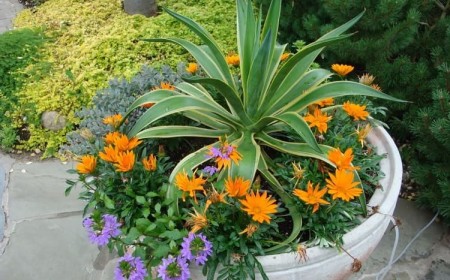 quelles plantes pour jardinière sans arrosage presque plantes résistantes sècheresse
