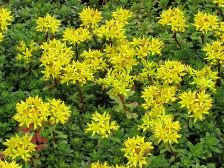 quelles plantes pour toiture végétalisée sedum doré croissance rapide forme zone jaune