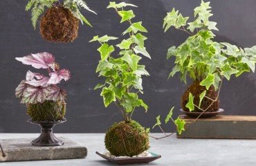 quelles plantes pour un kokedama plantes intérieur extérieur accrocher crochets ficelles