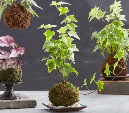 quelles plantes pour un kokedama plantes intérieur extérieur accrocher crochets ficelles