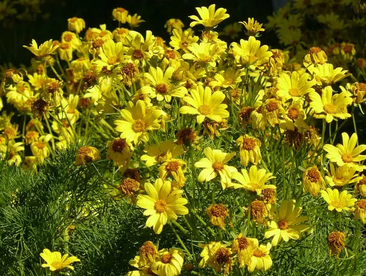 quelles plantes semer en juin coreopsis jaune vivant panier or famille asters deuxième floraison
