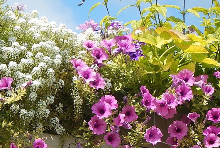 quelles plantes vivaces pour jardin plein sud