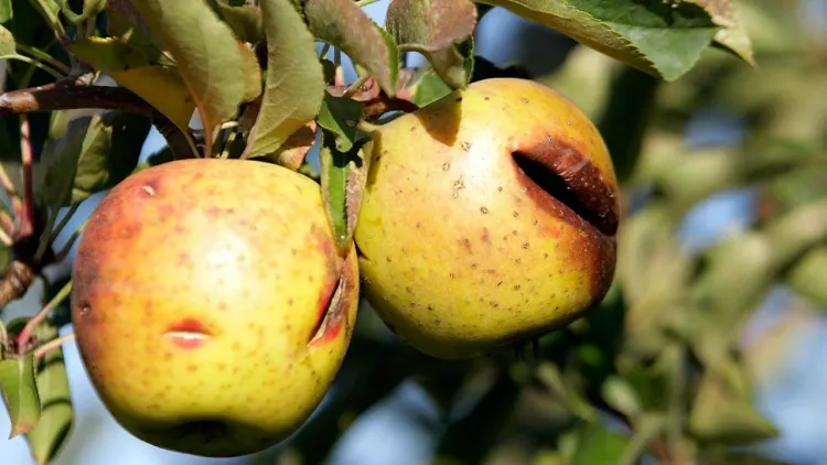 quelles sont les conséquences de la pluie grêle blesser fruits fissurer cerises abricotiers