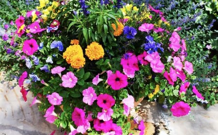 quelles sont les meilleures plantes annuelles pour jardinières fleurs pots bacs