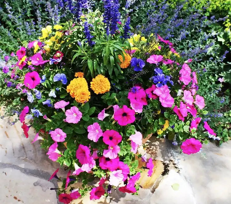 quelles sont les meilleures plantes annuelles pour jardinières fleurs pots bacs