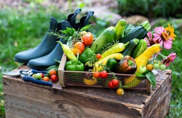 quels fruits et légumes planter au potager en juin 2023