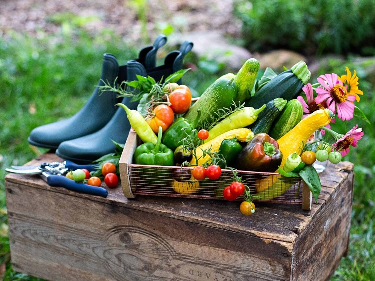 quels fruits et légumes planter au potager en juin 2023