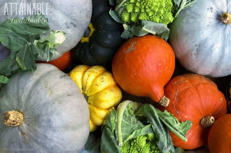 quels sont les légumes les plus caloriques préférer limiter gagner perdre poids