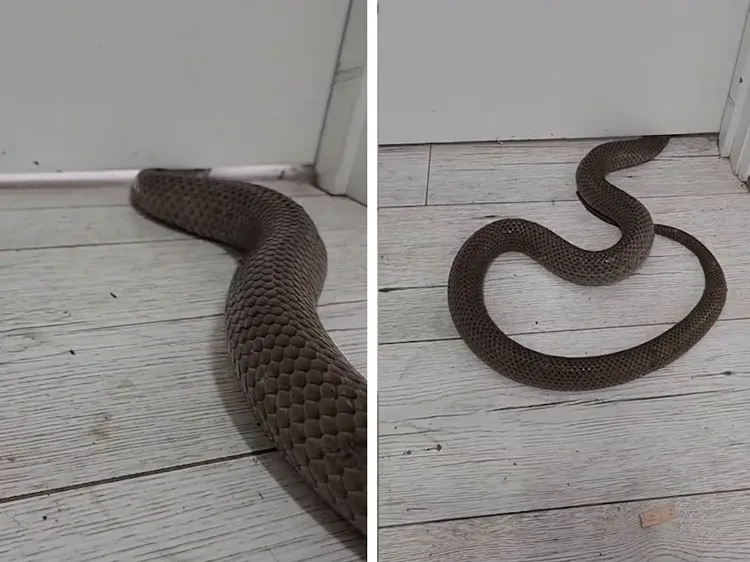 qu'est ce qui attire le serpent dans la maison ou au jardin comment éloigner les serpents chez vous