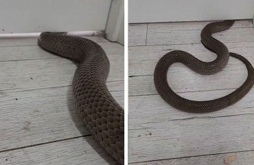 qu'est ce qui attire le serpent dans la maison que faire astuces pour chasser éloigner les serpents eau javel plantes répulsives