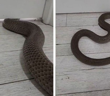 qu'est ce qui attire le serpent dans la maison que faire astuces pour chasser éloigner les serpents eau javel plantes répulsives