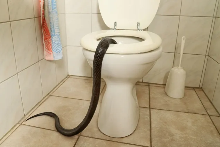 qu'est ce qui attire les serpents dans la maison où se cache le serpent astuces pour s'en débarasser plantes répulsives eau javel ail