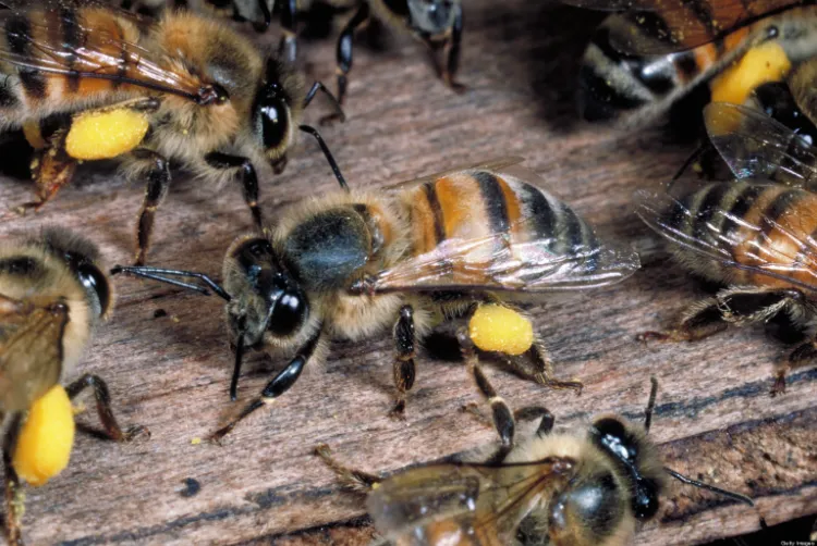 quest ce qui tue les abeilles comment prévenir leur extinction sauver insectes pollinisateurs