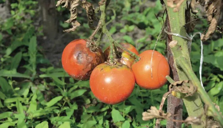 qui mange les pieds de tomates