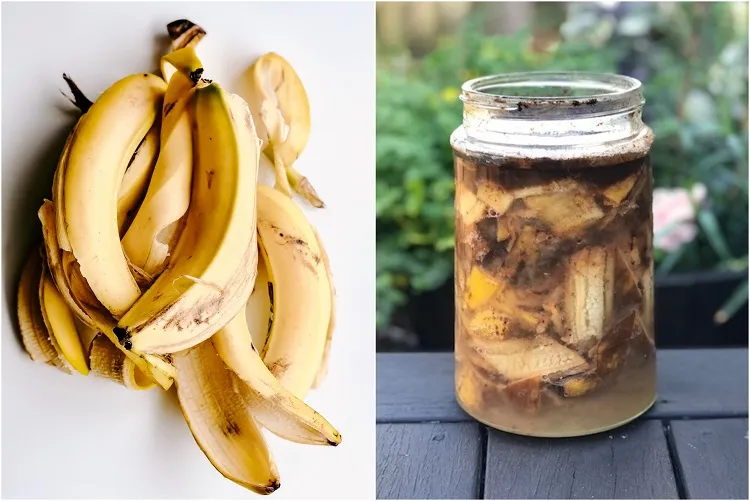 recette engrais naturel liquide fait maison peau banane orchidée plante intérieur pot