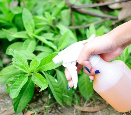 recette insecticide maison naturel sans risques jardinage biologique astuces