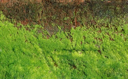 remede de grand mère pour enlever la mousse sur un mur exterieur