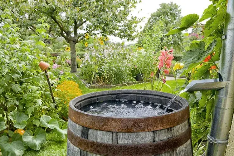 réserve d'eau dans le jardin 2023