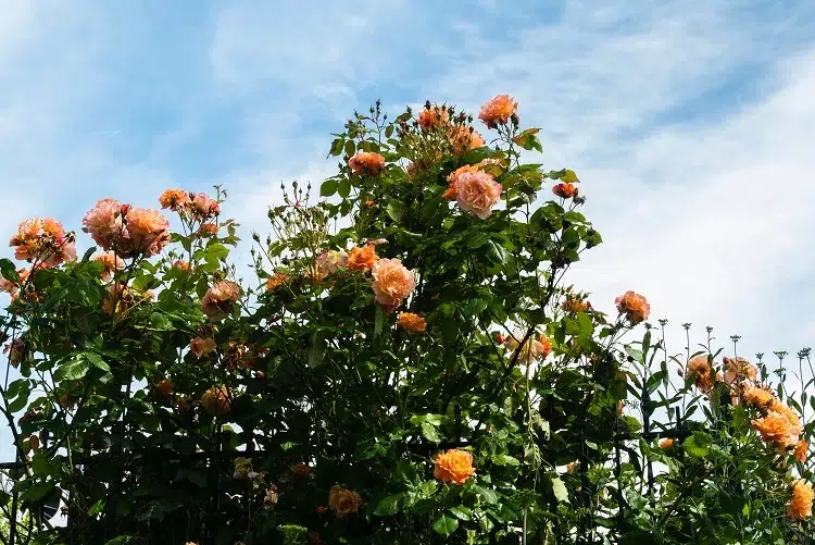 rosier entretien jardin