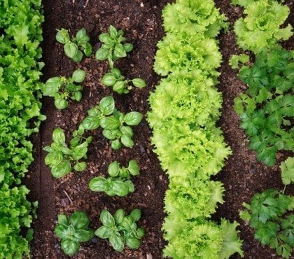 rotation des cultures au potager