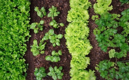 rotation des cultures au potager