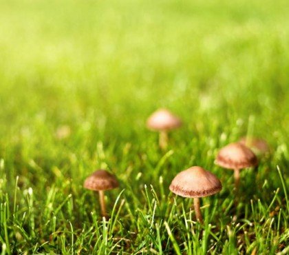 se débarasser des champignons dans la pelouse