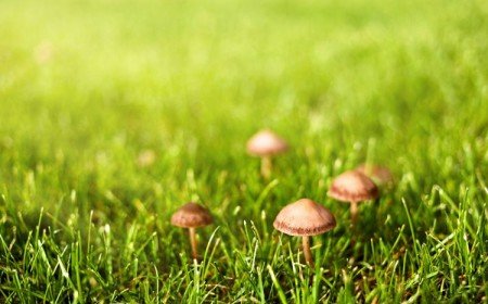 se débarasser des champignons dans la pelouse