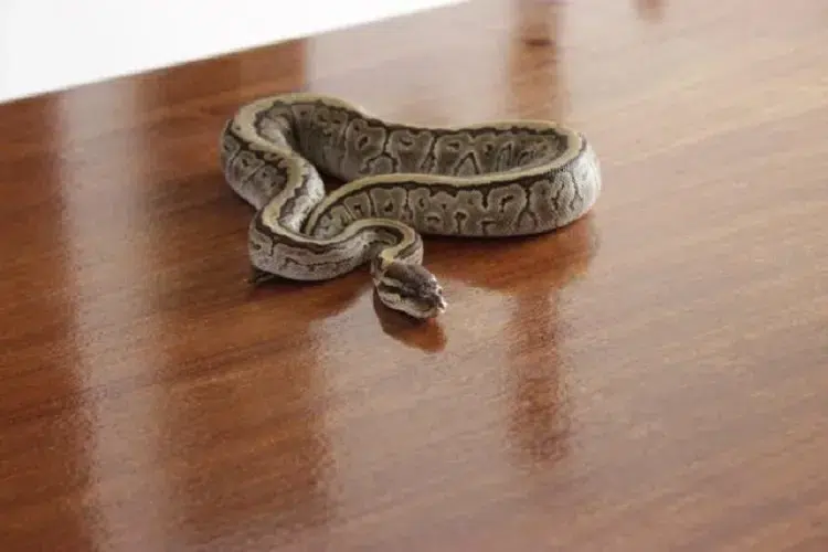 serpent qui rentre dans la maison signification rêve sommeil symbole