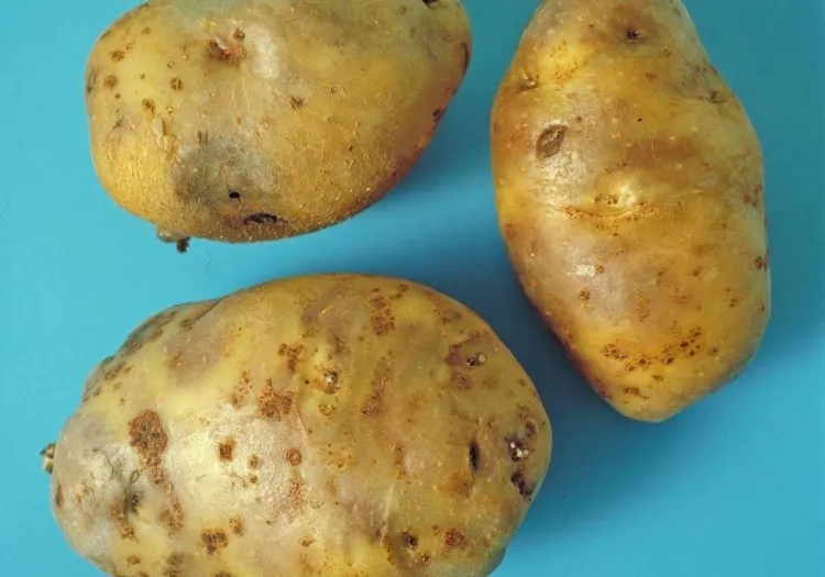 symptomes mildiou sur les pommes de terre
