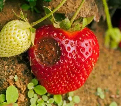 taches noires sur les fraises anthracnose de la fraise anthracnose de la fraise causes traitement prévention