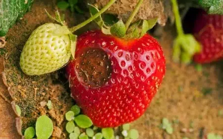 taches noires sur les fraises anthracnose de la fraise anthracnose de la fraise causes traitement prévention