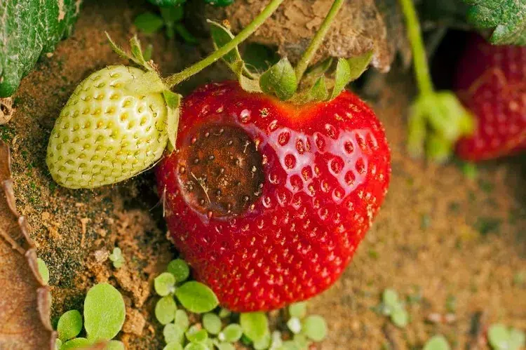 taches noires sur les fraises anthracnose de la fraise anthracnose de la fraise causes traitement prévention
