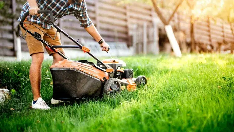 tondre la pelouse erreurs à éviter fréquence hauteur scarification arrosage appropriés