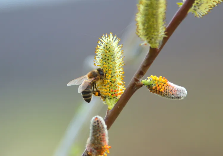 top 5 arbres pour abeilles 2023