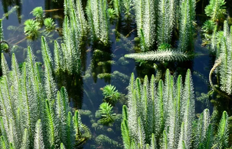 top 5 plantes aquatiques pesse d'eau