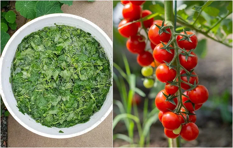 utilisation préparation purin d'ortie maison jardin potager tomates engrais fertilisant sol
