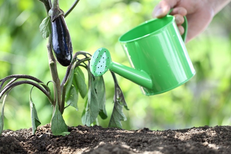 arrosage des aubergines