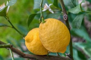 citronnier perd ses feuilles