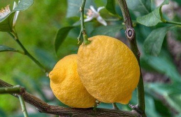 citronnier perd ses feuilles