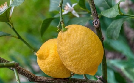 citronnier perd ses feuilles