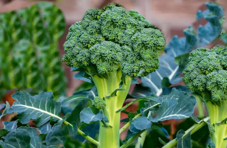 comment cultiver des brocolis dans le jardin les feuilles de brocoli sont elles comestibles recette culture plante jardin tiges cuisine conseils 2023 jardinier
