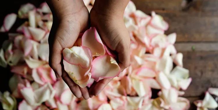 comment faire secher des petales de roses fraiches air libre livre micro ondes conseils beaute eternelle methodes conseils