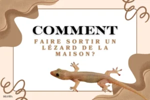 comment faire sortir un lézard de la maison