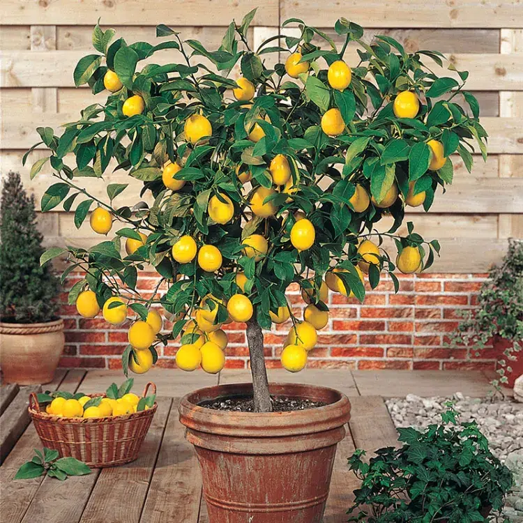 comment le protéger en hiver tailler un citronnier en pot conseils quand comment erreurs video tuto hiver printemps maladie jardin astuces arrosage