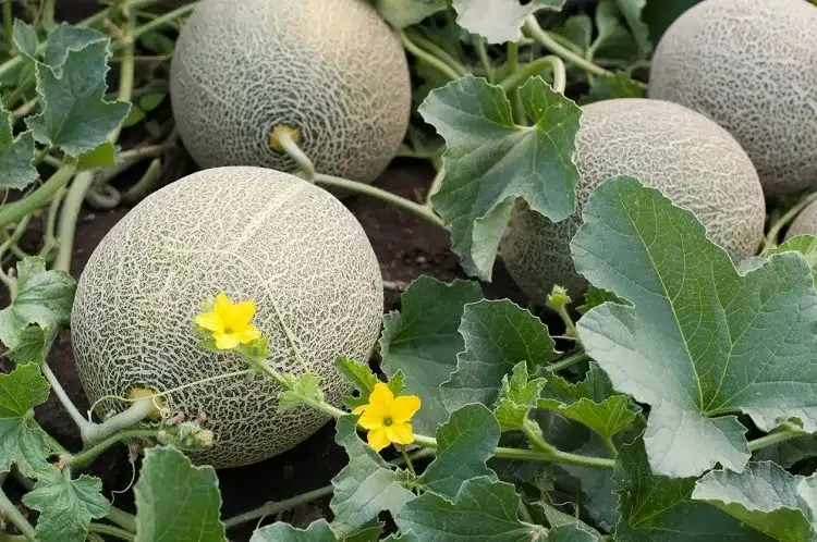 comment planter un melon