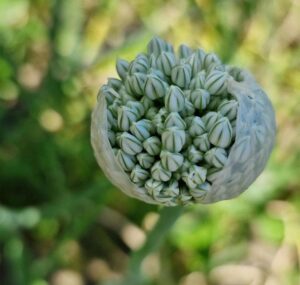 comment récolter les graines d'oignons
