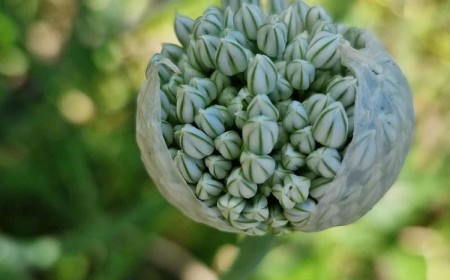 comment récolter les graines d'oignons