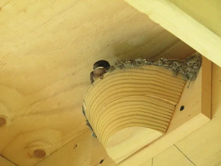 comment se construit un nid d'hirondelle en bois
