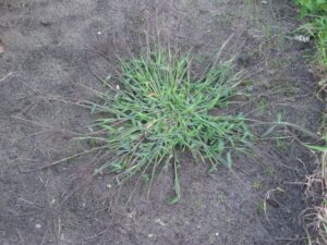 comment se débarrasser des épillets dans le jardin