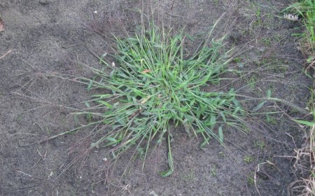 comment se débarrasser des épillets dans le jardin